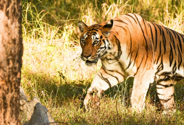 pench national park