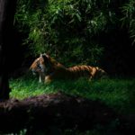 about kanha