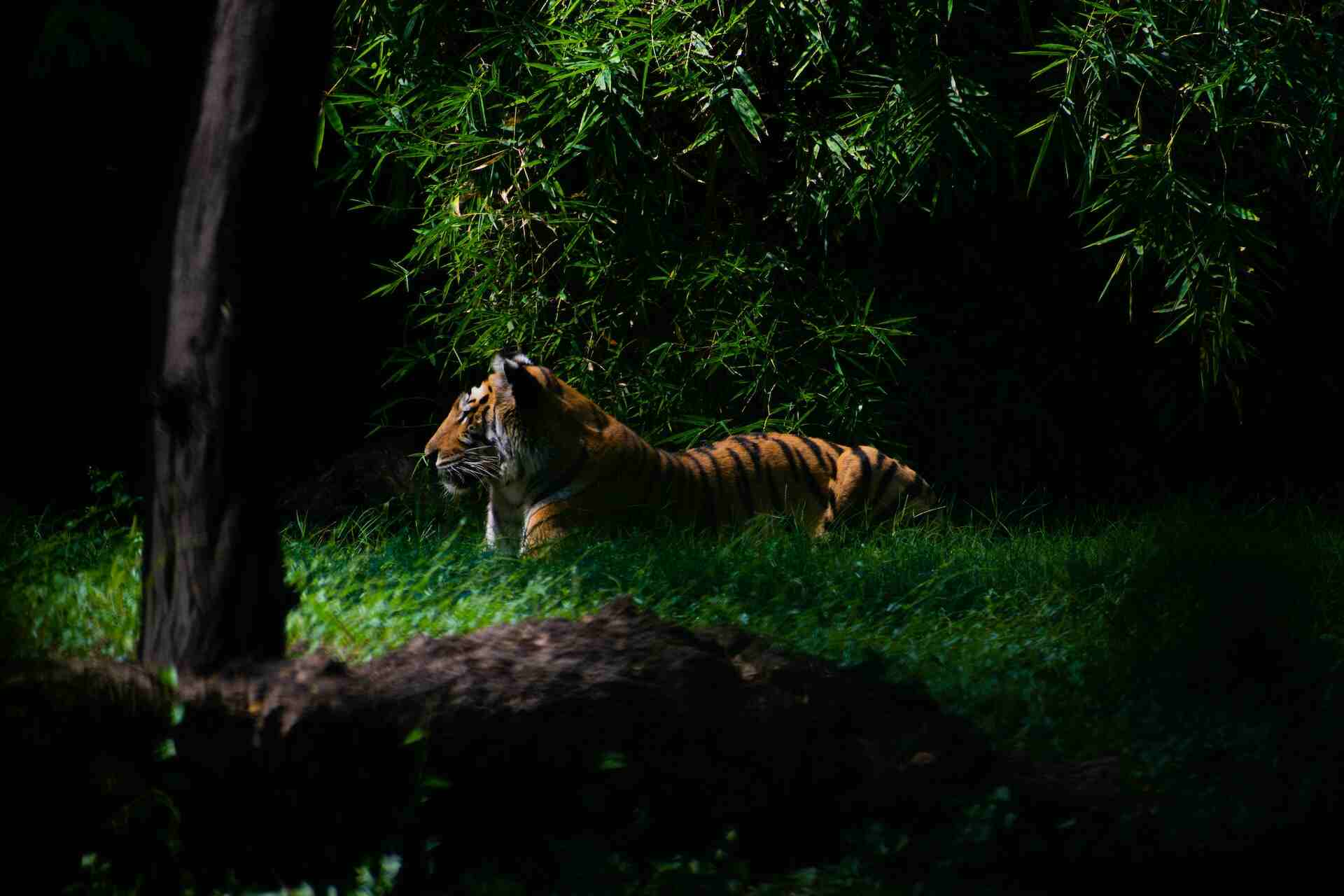 about kanha