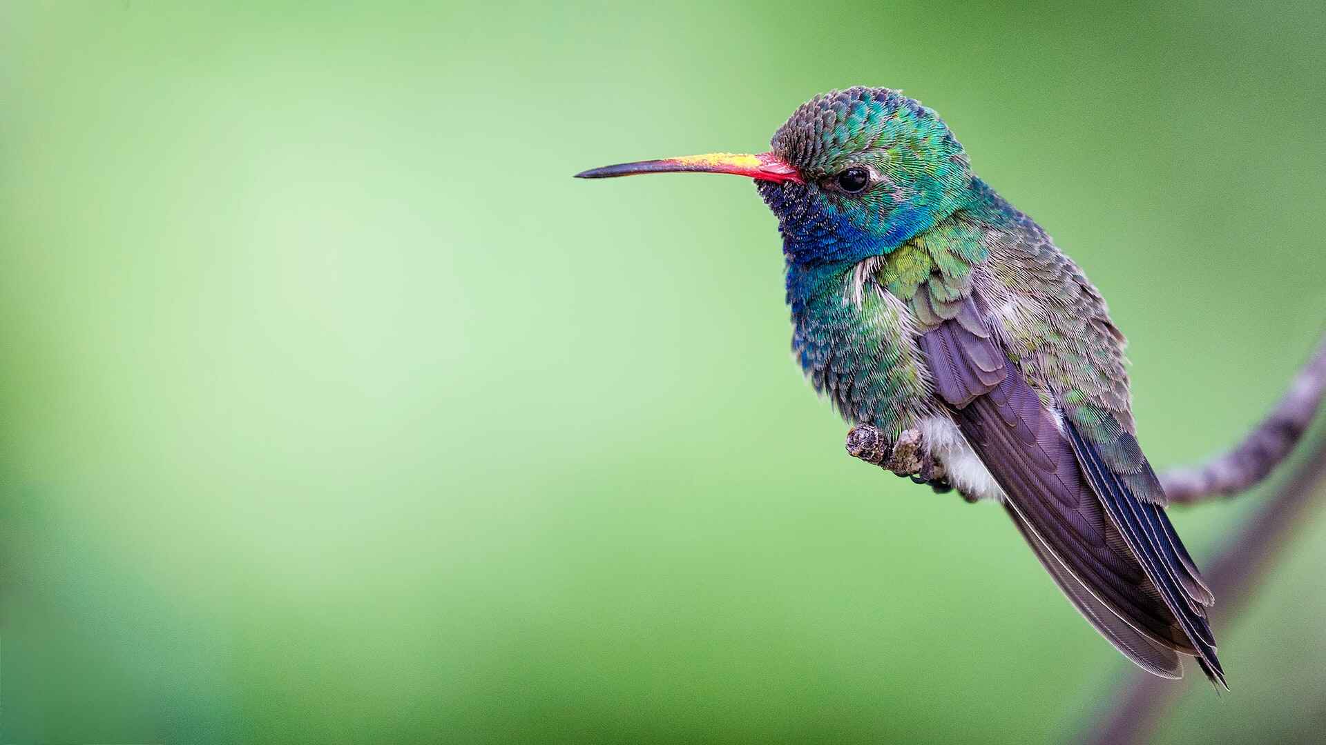 bird in kanha