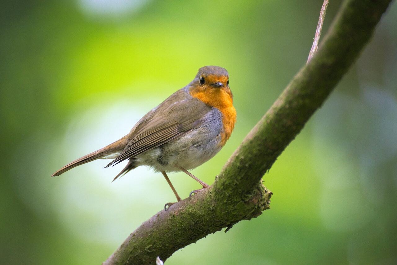 birding in kanha