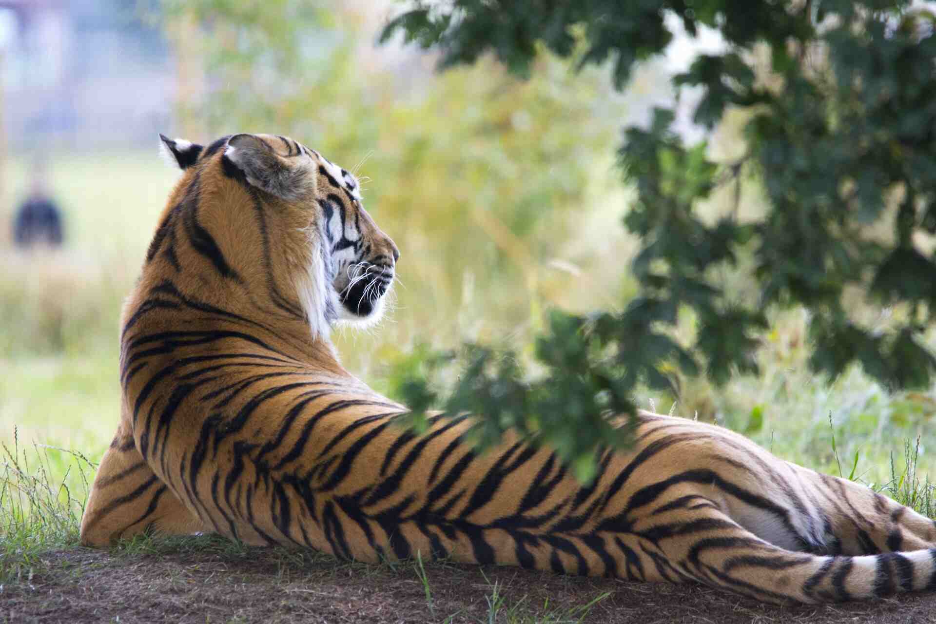 kanha in monsoon