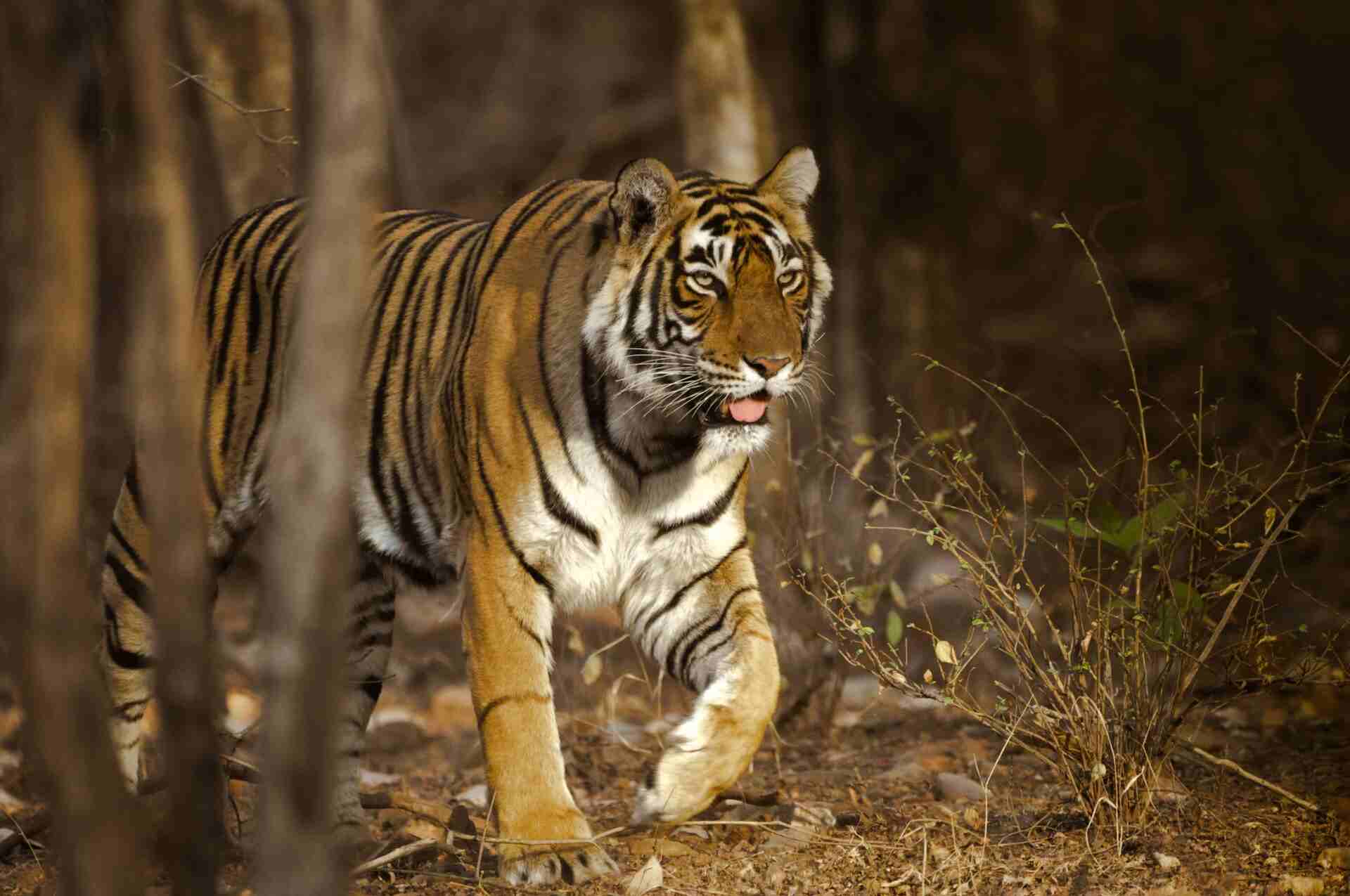 kanha in summer