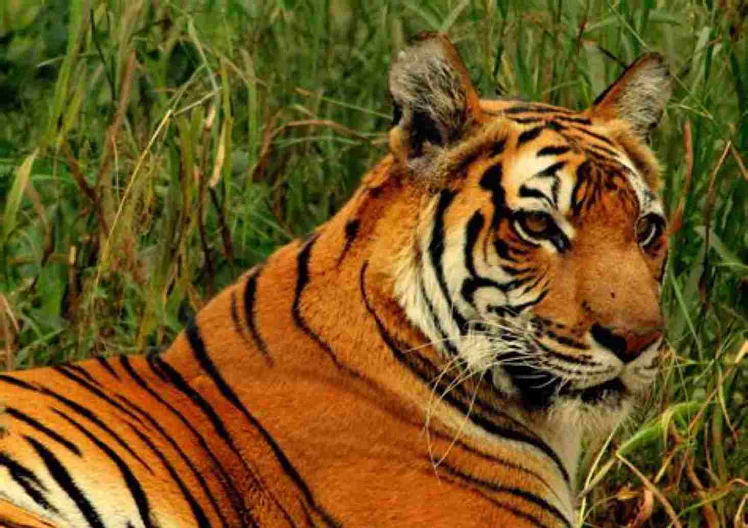 Best Time to Visit Kanha National Park