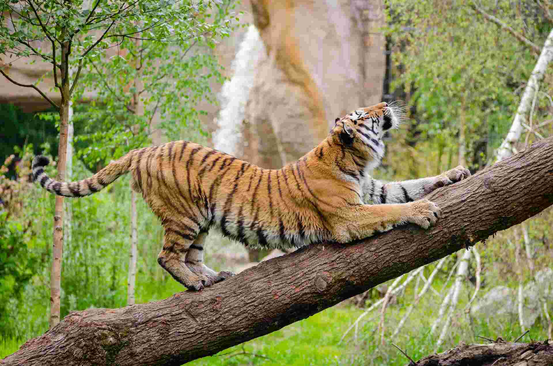 online safari booking