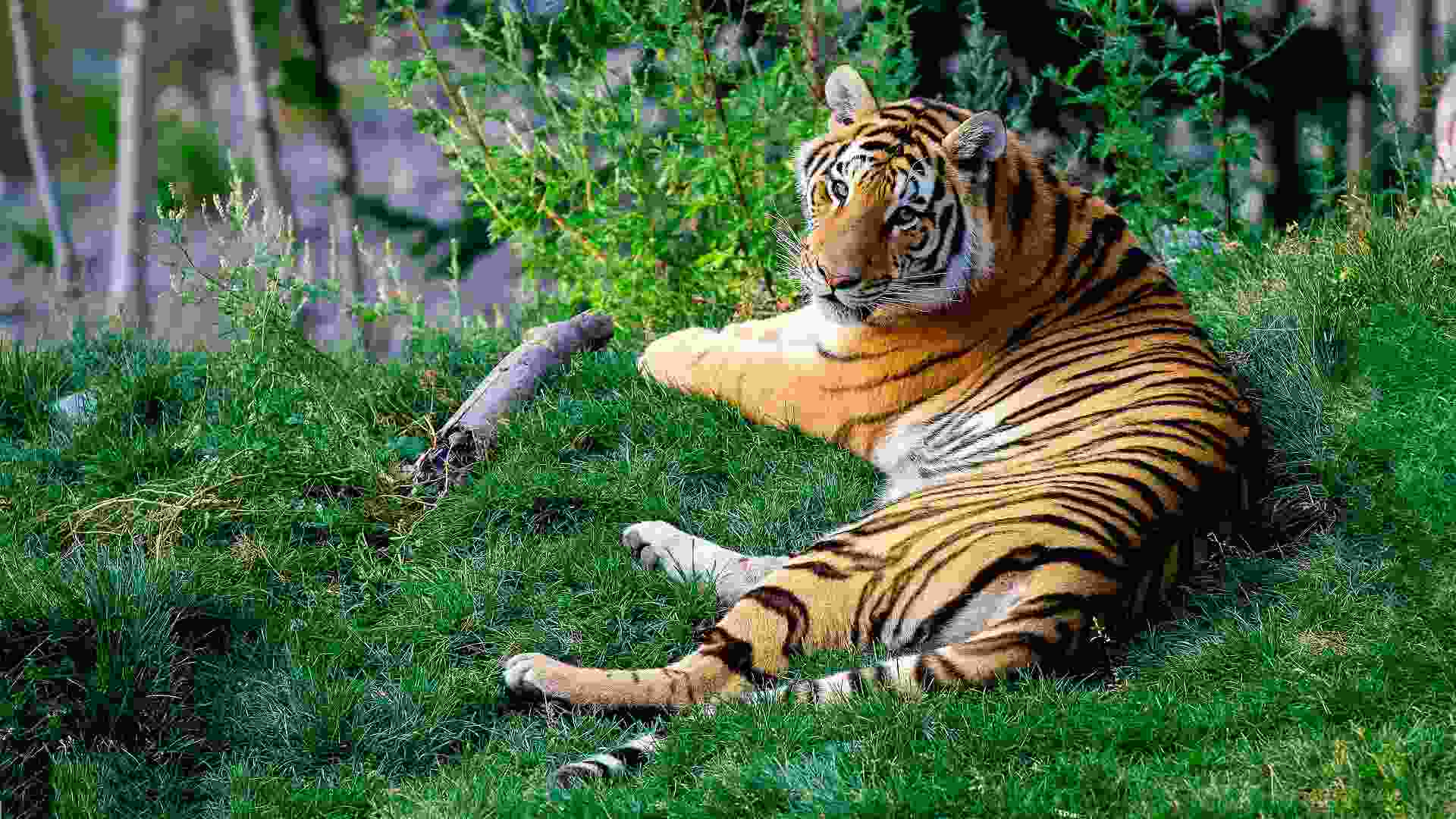 Tadoba Tiger safari