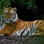 About Kanha