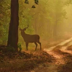 Barasingha of kanha