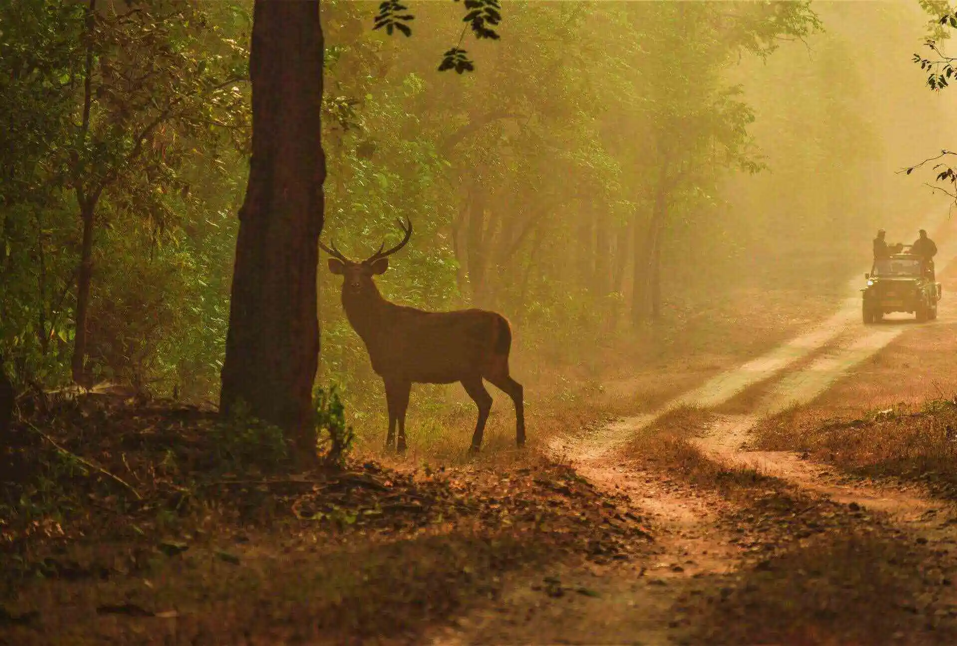 Majestic Barasingha of Kanha