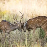 Practical guide to photography in kanha safari