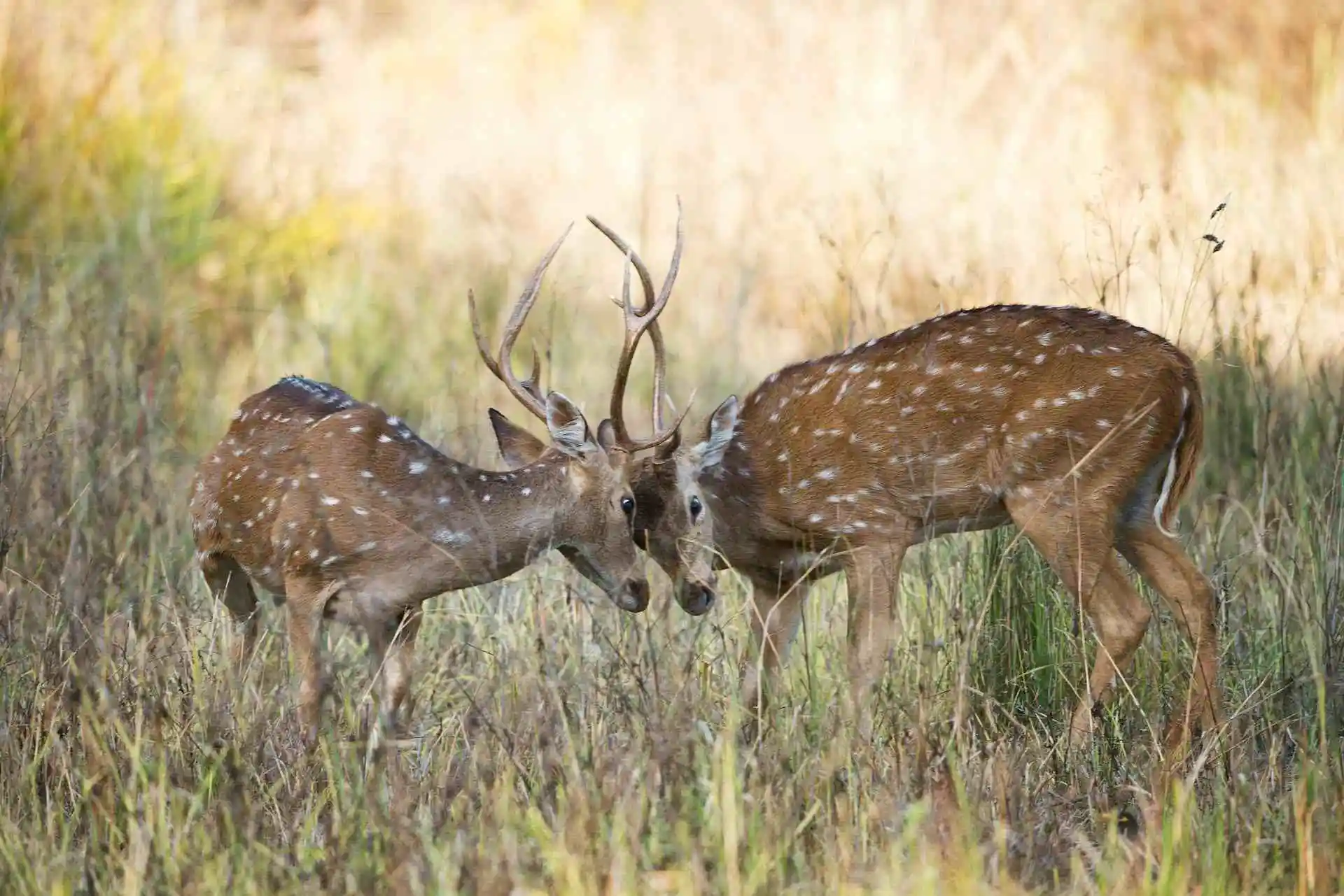 Practical Guide to Wildlife Photography on Kanha Safari