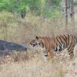 kanha best safari zones