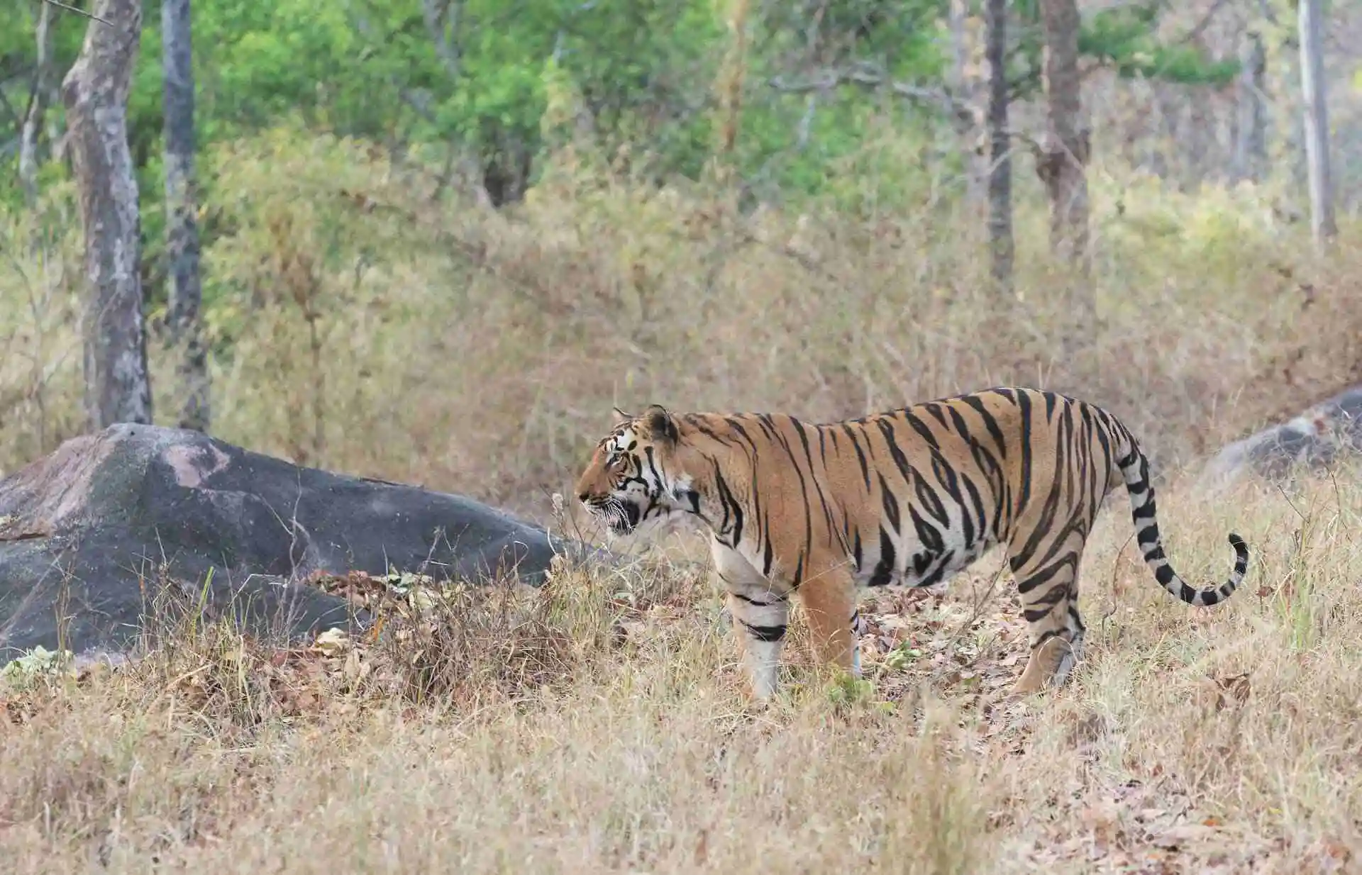 Best Safari Zones in Kanha