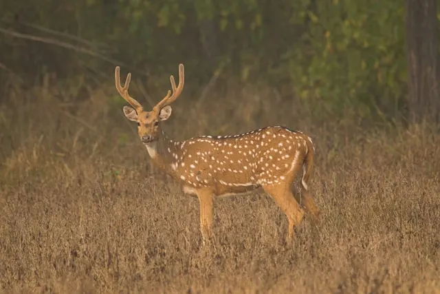 kanha deer