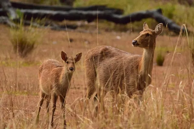 swamp deer in kanha barasingha