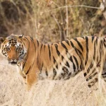 What to expect from kanha toiger safari