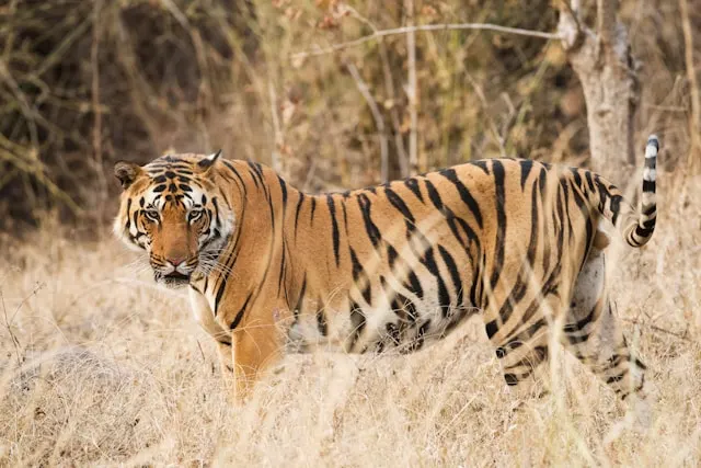 What to Expect from Kanha Tiger Safari