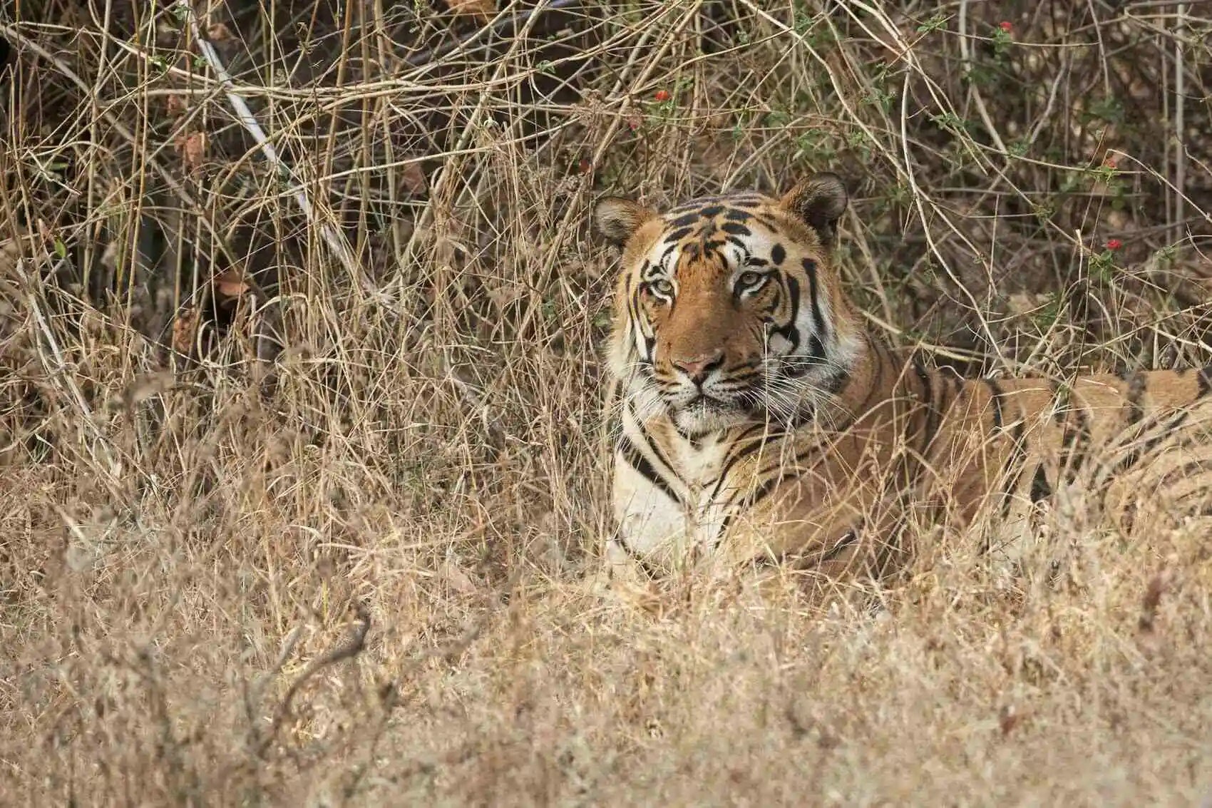 kanha tiger