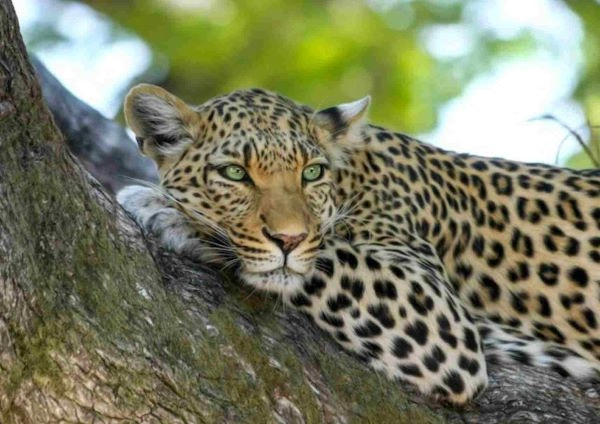 Tadoba Tiger safari