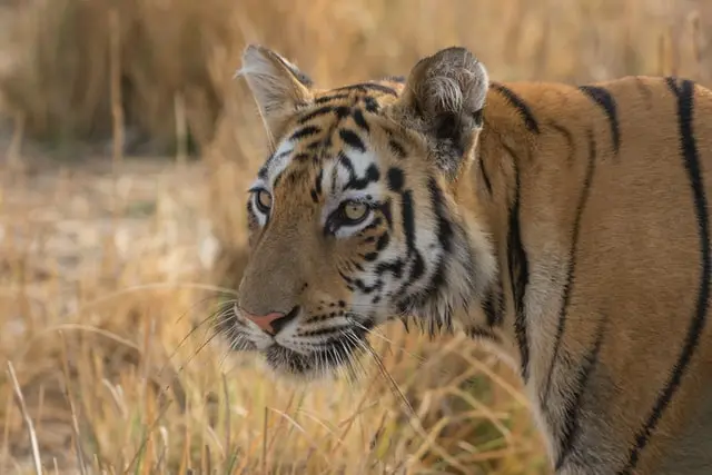 tadoba tiger safari