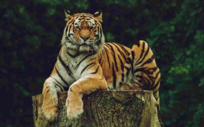 Why Visit Kanha National Park in 2026 